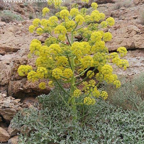 آنغوزه چند ساله